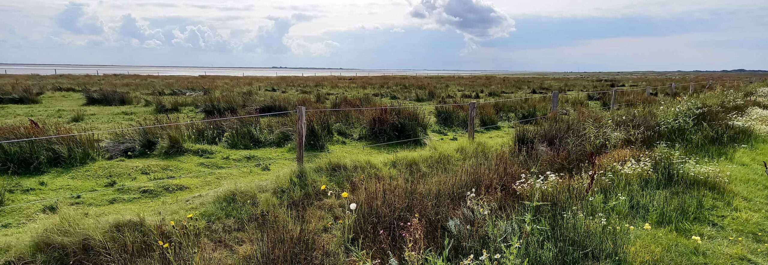 Inspiration Salzwiesen an der Nordsee